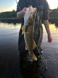 Walleye
