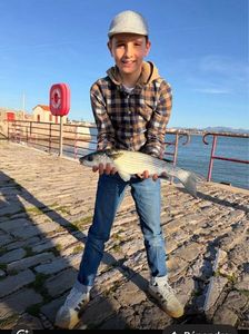 Thicklip Grey Mullet