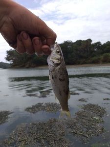 European Bass (Seabass)