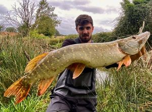 Northern Pike