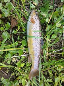 Brown Trout