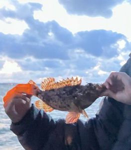 Brown Scorpionfish