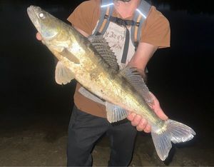 Zander
