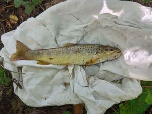 Brown Trout
