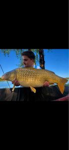 Common Carp