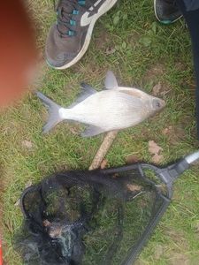 Common Bream