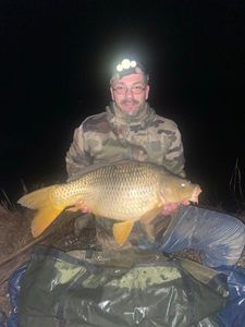 Common Carp
