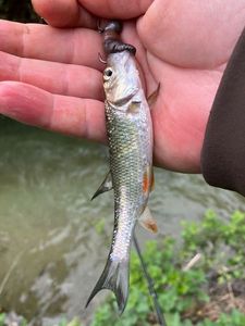 Chub