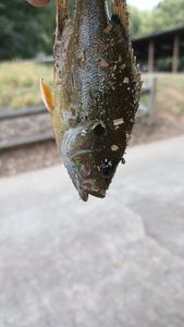 Green Sunfish