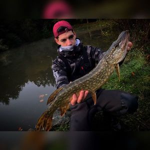 Northern Pike
