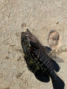 Orange Spotted Grouper