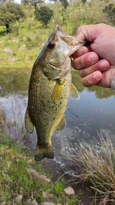 Largemouth Bass