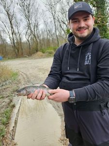 Rainbow Trout