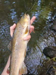 Brown Trout
