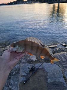 European Perch