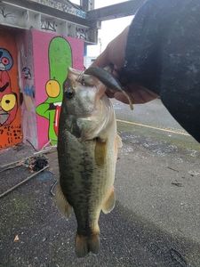 Largemouth Bass