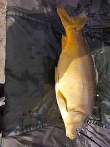Mirror Carp