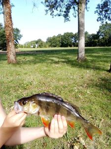 European Perch