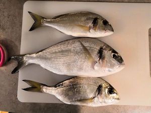 Gilthead Seabream