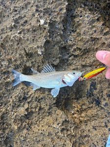 Spotted Seabass