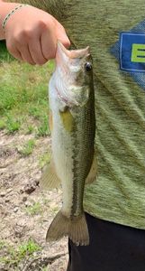 Largemouth Bass