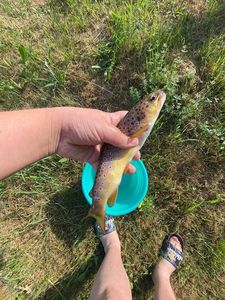 Brown Trout