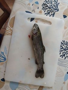 Rainbow Trout