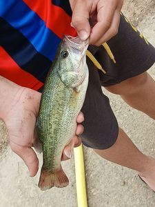 Largemouth Bass
