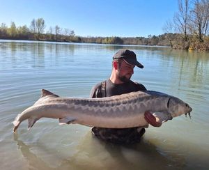 Sturgeon