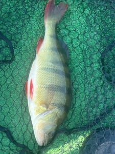 European Perch
