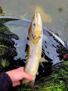 Brown Trout