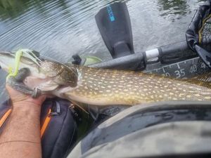 Northern Pike