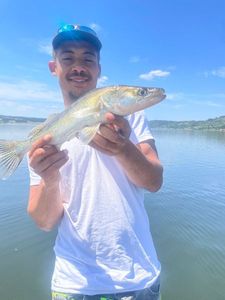 Zander