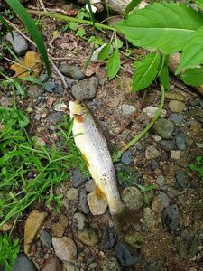 Brown Trout
