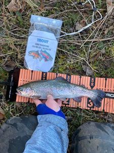 Rainbow Trout