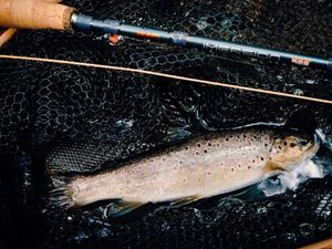 Brown Trout