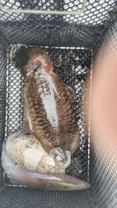 Common Cuttlefish
