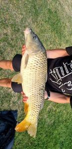 Common Carp