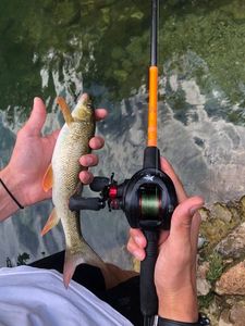 Barbel