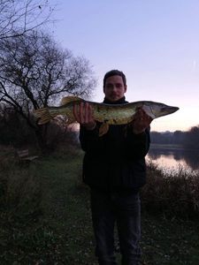 Northern Pike