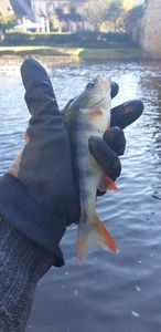 European Perch