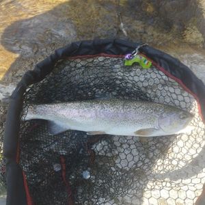 Rainbow Trout