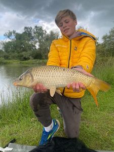 Common Carp