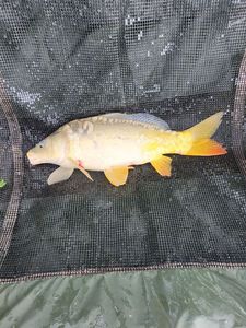 Mirror Carp