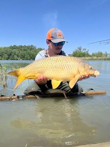 Common Carp