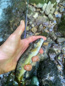 Brown Trout