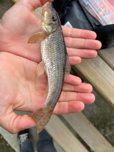 Loche de Rivière