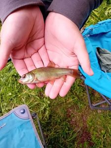 Tench