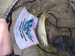 Brown Trout