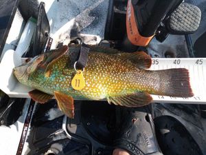 Ballan Wrasse